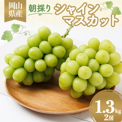 【2026年先行受付】岡山県産　朝採りシャインマスカット　1.3kg【配送不可地域：離島】
