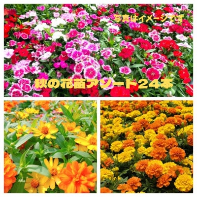 秋の花苗セット24ポット【配送不可地域：離島・北海道・沖縄県】