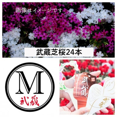 武蔵シバザクラセット【配送不可地域：離島・北海道・沖縄県】