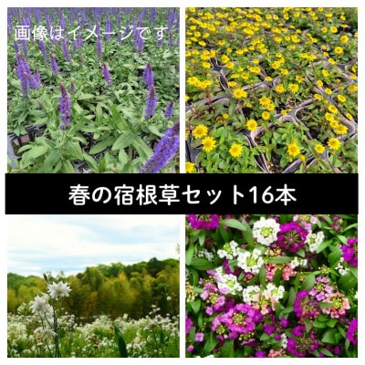 武蔵　春凄草宿根草セット(はるすごそう　しゅっこんそう)【配送不可地域：離島・北海道・沖縄県】