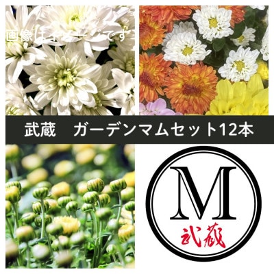 武蔵　ガーデンマムセット12ポット【配送不可地域：離島・北海道・沖縄県】