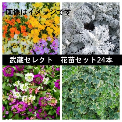 武蔵セレクト　初冬の花苗セット24ポット【配送不可地域：離島・北海道・沖縄県】