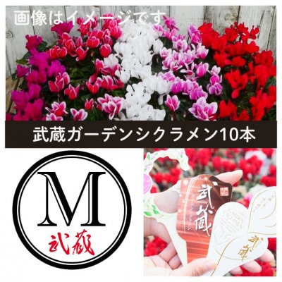 武蔵セレクト　ガーデンシクラメン10ポット【配送不可地域：離島・北海道・沖縄県】