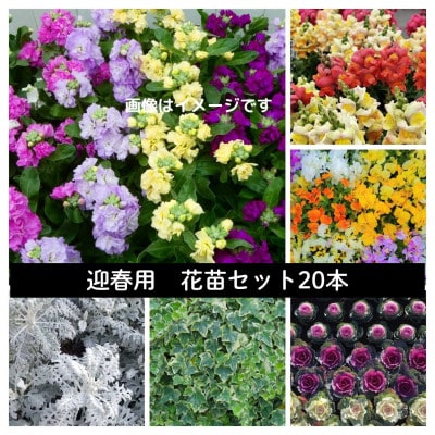 迎春用　花苗セット20ポット【配送不可地域：離島・北海道・沖縄県】
