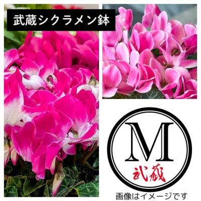 武蔵シクラメン18cm　1鉢【配送不可地域：離島・北海道・沖縄県】