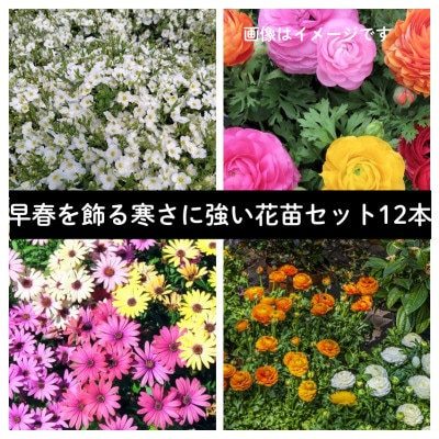 早春を飾る花苗セット【3月発送】12ポット【配送不可地域：離島・北海道・沖縄県】