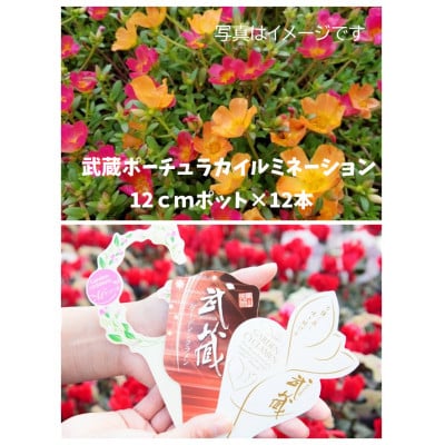 武蔵ポーチュラカ　12ポット【配送不可地域：離島・北海道・沖縄県】