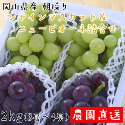 朝採りシャインマスカット＆ニューピオーネ　計2kg【配送不可地域：離島・北海道・沖縄県】
