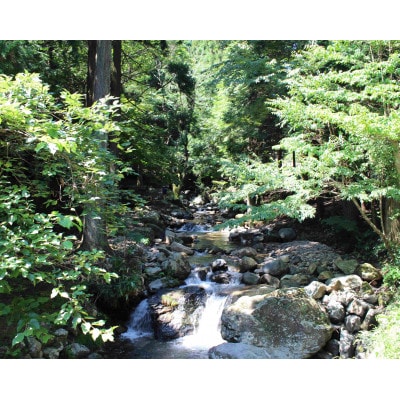 渓流釣り体験【大人1名 入場回数券】