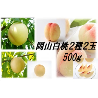 岡山白桃食べ比べ　早生2種2玉【配送不可地域：離島】