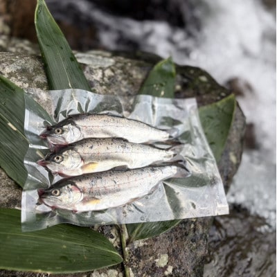 渓流の女王　アマゴ(冷凍24尾入り)【配送不可地域：離島】