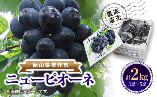 【2026年先行受付】ニューピオーネ　2kg(3房～5房)【配送不可地域：離島】