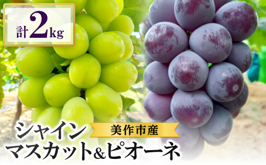 2026年先行受付　美作市産シャインマスカット1～2房＆ピオーネ2房のセット　合計2kg【配送不可地域：離島・北海道・沖縄県】