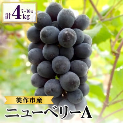 2026年先行受付　美作市産　ニューベリーA　約4kg(7～10房)【配送不可地域：離島・北海道・沖縄県】