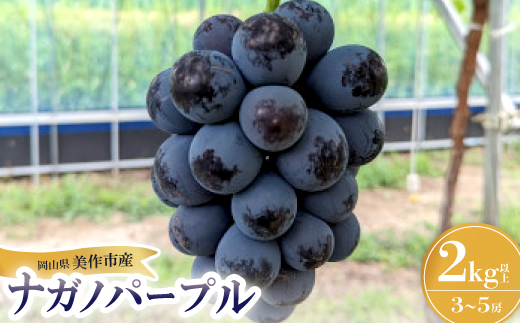 【2026年先行受付】ナガノパープル　2kg(3房～5房)【配送不可地域：離島】