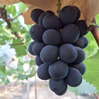 2026年先行受付　ナガノパープル　2kg(4～5房)【配送不可地域：離島・北海道・沖縄県】