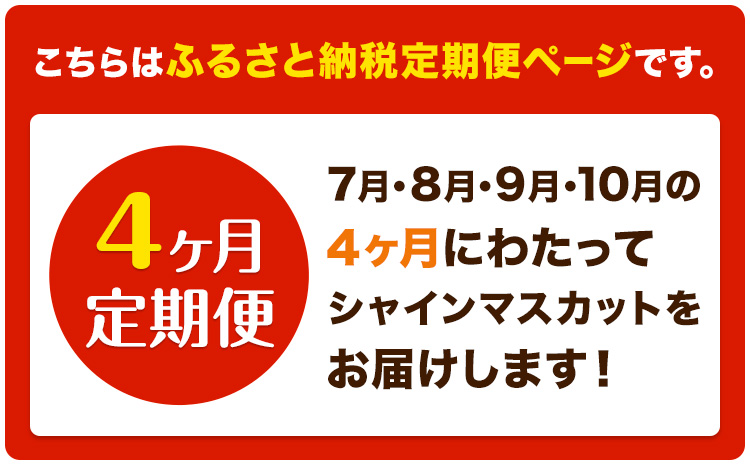【4ヶ月定期便】ぶどう シャインマスカット 晴王 1.4kg 2房 マスカット岡山《7月上旬-10月末頃出荷》岡山県 浅口市 送料無料 フルーツ 果物 マスカット お取り寄せフルーツ【配送不可地域あり】（北海道・沖縄・離島）---124_c1121tei_7j10m_24_177000_jul4---