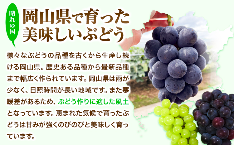 【2026年先行予約】 ぶどう 2kg ピオーネ オーロラブラック 岡山県産《2026年9月上旬-9月中旬頃出荷》ひらた農園  岡山県 浅口市 ぶどう 果物 ギフト---124_2002_9a9b_25_14500_2kg---st-p
