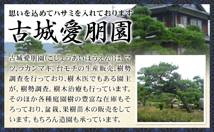 盆栽 錦松 1鉢 盆栽 古城愛朋園《90日以内に出荷予定(土日祝除く)》岡山県 浅口市 送料無料 盆栽---124_332_90d_23_17000_17---