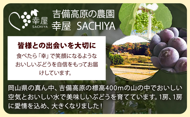 【先行予約】ぶどう ピオーネ ニューピオーネ 約2kg 3~4房 果物 スイーツ フルーツ デザート 葡萄 吉備高原の農園 幸屋 sachiya 岡山県 浅口市《9月上旬から９月中旬に発送予定(土日祝除く)》---124_2000_9a9b_25_17000_2kg---