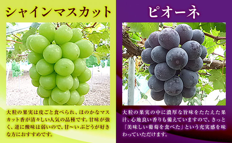 訳あり ぶどう 3種 セット 約1.8kg ( 3~4房 ) シャインマスカット ピオーネ クイーンニーナ オーロラブラック 株式会社日本植生グループ本社 NISSHOKU FARM《9月下旬-12月末頃出荷》ブドウ 浅口市 【配送不可地域あり】 (離島)---124_c3268_9c12m_25_17500_1800g---