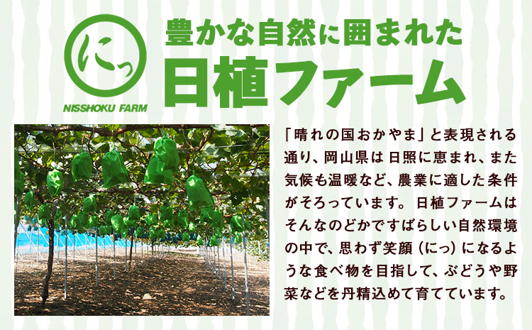 訳あり シャインマスカット 約1.8kg(2~4房) 株式会社日本植生グループ本社 NISSHOKU FARM《9月下旬-12月末頃出荷》葡萄 ブドウ ぶどう 浅口市 【配送不可地域あり】 (離島)---124_c3266_9c12m_25_17500_1800g---
