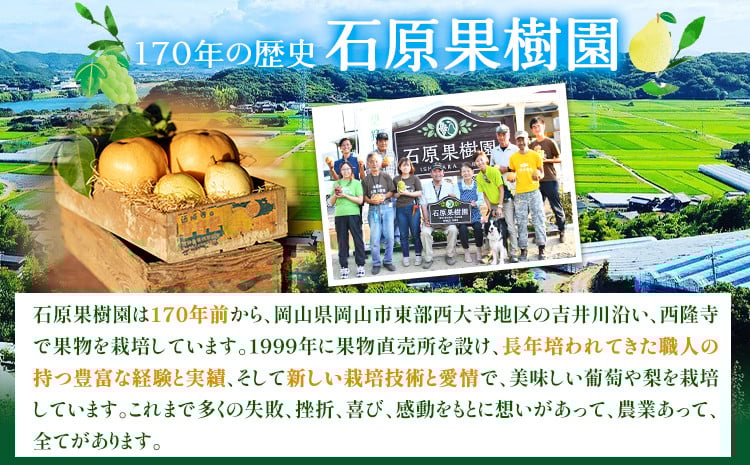 梨 あたご梨 1玉 約1.3kg 贈答箱入り 石原果樹園《2026年11月中旬-12月下旬頃出荷》岡山県 浅口市 フルーツ 果物 ギフト 贈り物 国産 岡山県産 送料無料---124_3325_11b12c_25_11500_1300g---