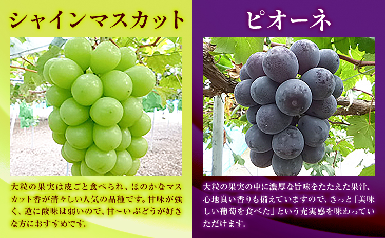 訳あり ぶどう 2種 セット 約1kg ( 2房 ) シャインマスカット ＋ ピオーネ or クイーンニーナ or オーロラブラック 株式会社日本植生グループ本社 NISSHOKU FARM《9月下旬-12月末頃出荷》ブドウ 浅口市 【配送不可地域あり】 (離島)---124_c3269_9c12m_25_13000_1kg---