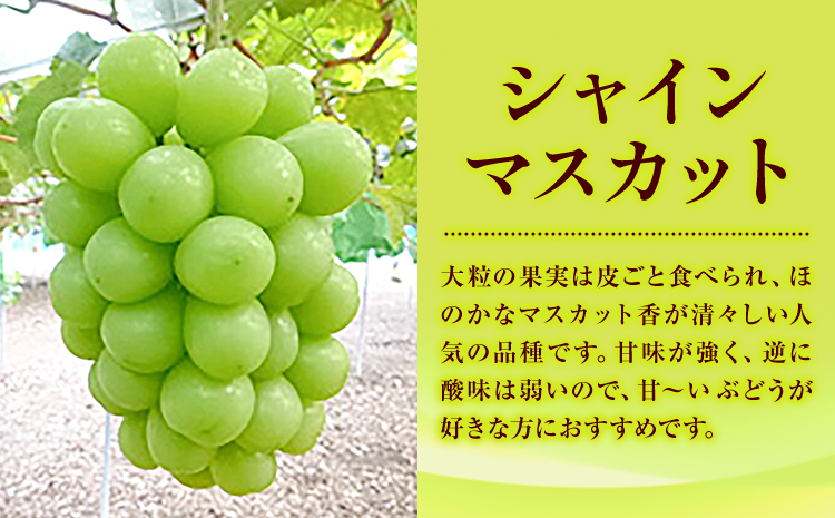 特選 大粒 ぶどう 2種 セット 約1.2kg ( 2房 ) シャインマスカット ＋ ピオーネ or クイーンニーナ 株式会社日本植生グループ本社 NISSHOKU FARM《9月下旬-12月末頃出荷》ブドウ 送料無料 岡山県 浅口市 【配送不可地域あり】 (離島)---124_c3265_9c12m_25_17500_2p---
