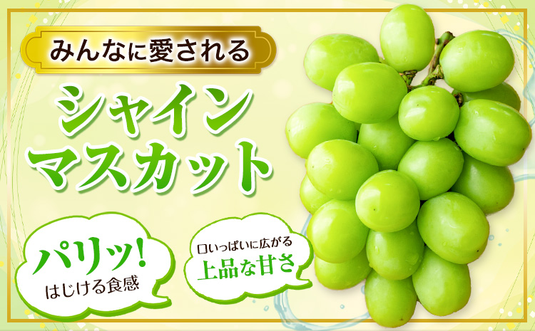 【アフター保証付】【2026年先行予約】シャインマスカット 厳選 訳ありシャインマスカット 約 650g 《2026年 9月上旬-11月上旬頃に出荷》マスカット 送料無料 岡山県 浅口市 ぶどう フルーツ 果物---124_c2401_9a11a_25_8500_1p---