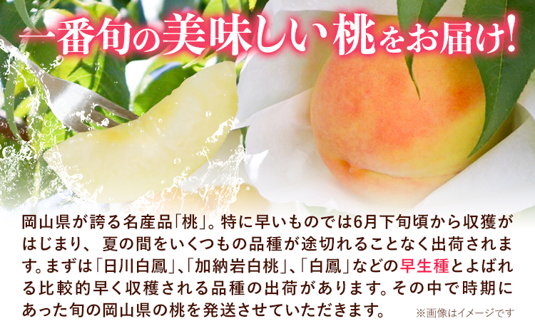 【先行予約】ご家庭用 岡山の白桃 早生種 約1.3kg 晴れの国 おかやま館(つむぐ株式会社) 《6月下旬-7月中旬頃出荷》岡山県 浅口市 白桃 桃 もも 果物 フルーツ 送料無料【配送不可地域あり】（離島）---124_2189_6c7b_25_15500_1300g---
