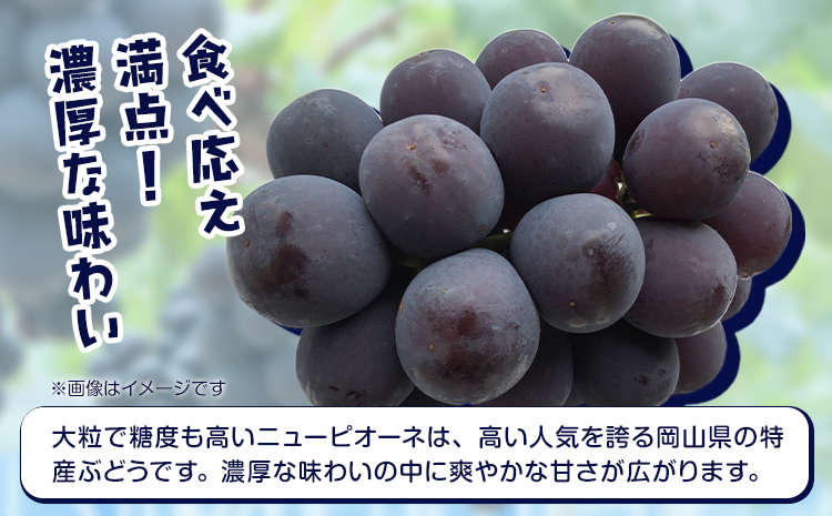 【先行予約】岡山県産 ピオーネ 2房 約500ｇ×2 晴れの国 おかやま館(フルーツランド岡山)《7月中旬-8月下旬頃出荷》岡山県 浅口市 マスカット ぶどう 葡萄 果物 フルーツ 送料無料【配送不可地域あり】---124_c2183_7b8c_25_21000_2p---