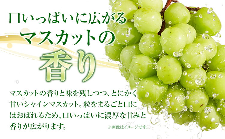 【先行予約】岡山県産 シャインマスカット 約500g ( 1房 )  クール便 晴れの国 おかやま館(フルーツランド岡山) 《8月下旬-9月下旬頃出荷》岡山県 浅口市【配送不可地域あり】（離島）---124_c2181_8c9c_25_14000_500g---