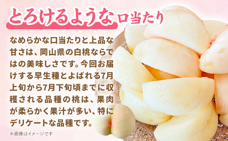 【先行予約】岡山県産 白桃  5玉（約1.3kg） クール便 晴れの国 おかやま館(フルーツランド岡山) 《7月中旬-7月下旬頃出荷》岡山県 浅口市 白桃 桃【配送不可地域あり】（離島）---124_c2177_7b7c_25_20000_5p---