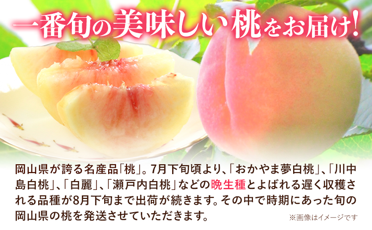 【先行予約】ご家庭用 岡山の白桃 晩生種 約1.5kg 晴れの国 おかやま館(つむぐ株式会社) 《8月上旬-8月下旬頃出荷》岡山県 浅口市 白桃 桃 もも 果物 フルーツ 送料無料【配送不可地域あり】（離島）---124_2191_8a8c_25_17000_1500g---