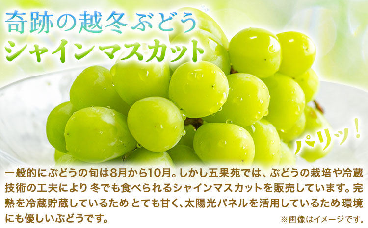 奇跡の越冬ぶどう シャインマスカット 1房 (800g以上) 五果苑《2025年11月上旬-2026年3月末頃出荷》越冬ぶどう フルーツ 果物 岡山県 浅口市 送料無料【配送不可地域あり】（北海道・沖縄・離島）---124_c2250_11a3m_25_23500_800g---