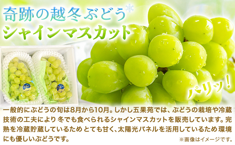 奇跡の越冬ぶどう シャインマスカット 2房 (1房800g以上) 五果苑《2025年11月上旬-2026年3月末頃出荷》越冬ぶどう フルーツ 果物 岡山県 浅口市 送料無料【配送不可地域あり】（北海道・沖縄・離島）---124_c2251_11a3m_25_45000_1600g---