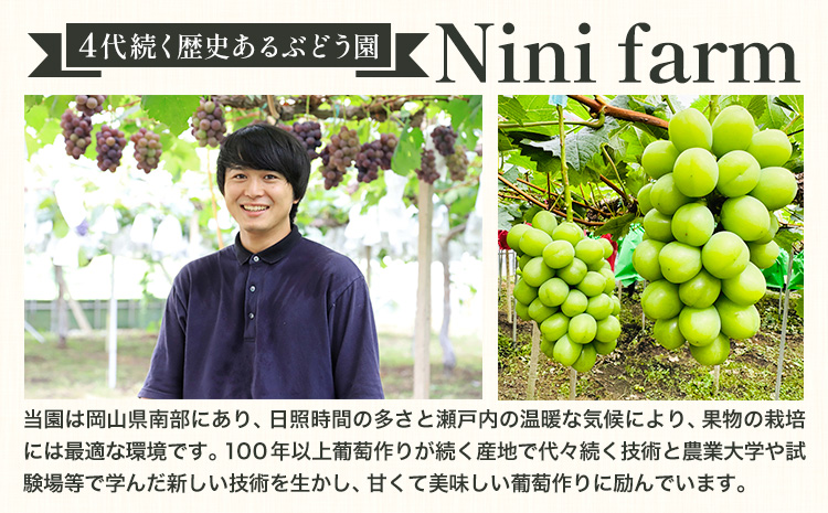 【2026年先行予約】ぶどう シャインマスカット 贈答用 農家こだわりの シャインマスカット 2～3房  約1.2kg 《9月中旬-10月下旬頃出荷(土日祝除く)》 Nini farm マスカット 送料無料 岡山県 浅口市 フルーツ 果物 贈り物 国産 岡山県産 くだもの 果物 青果物---124_c2256_9b10c_25_17500_1200g---