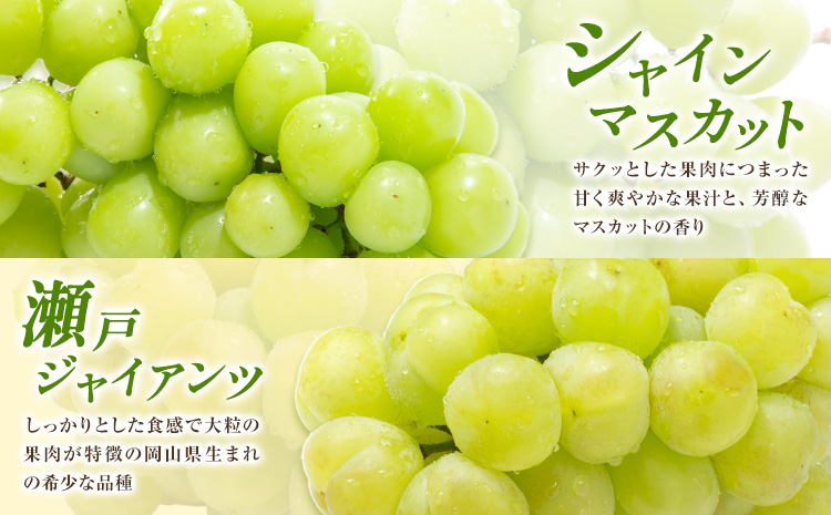 【先行予約】ぶどう ご家庭用 旬 の ぶどう 2種セット おまかせ2種 合計約2kg たけまさぶどう園 《8月中旬-10月中旬頃出荷》岡山県 浅口市 フルーツ デザート おやつ マスカット ぶどう 果物 国産 【配送不可地域あり】（離島）---124_c2013_8b10b_25_27000_2---