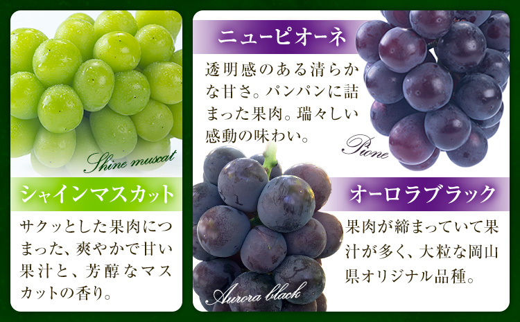 【先行予約】ぶどうの宝石箱 1箱 36粒 たけまさぶどう園 《8月上旬-10月中旬頃出荷》岡山県 浅口市 シャインマスカット ニューピオーネ オーロラブラック フルーツ 果物 くだもの ぶどう マスカット 国産 岡山県産 【配送不可地域あり】（離島）---124_c2007_8a10b_25_19000_36---