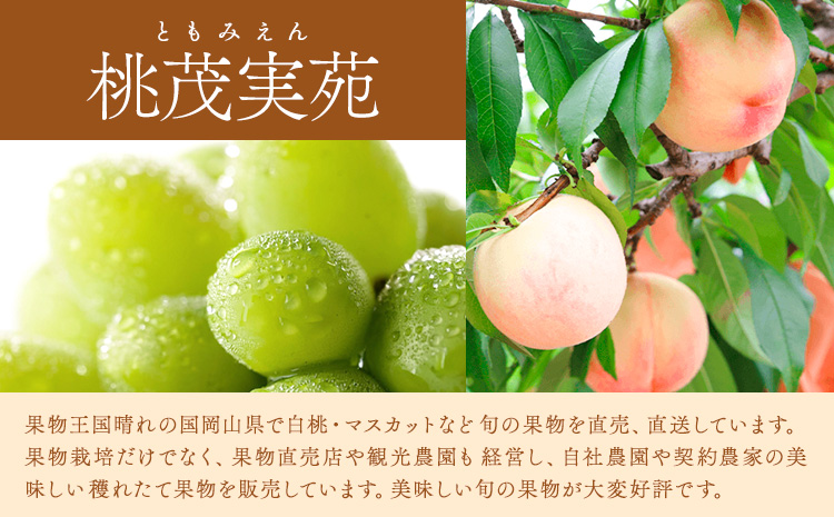 【先行予約】清水 白桃 3玉 計約900g（1玉約300g）シャインマスカット 晴王 1房 550g以上 もも 葡萄 詰合せ 岡山 国産 フルーツ 果物 ギフト 桃茂實苑《7月中旬-8月上旬頃出荷》岡山県 浅口市 フルーツ ぶどう 桃 果物 青果【配送不可地域あり】---124_c2137_7b8a_25_49000_900g---