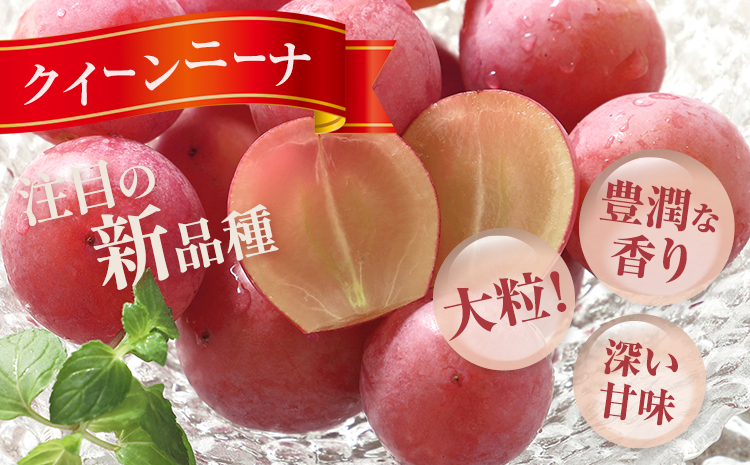 【先行予約】シャインマスカット ＆ クイーンニーナ 各１房 計約1.2kg《9月中旬-10月中旬頃出荷》テレビせとうち株式会社 冷蔵 果物 ブドウ 送料無料 岡山県 浅口市 シャインマスカット【配送不可地域あり】---124_c2525_9b10b_25_20000_2p---