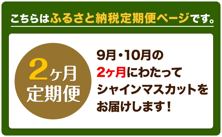 【2026年先行予約】2ヶ月 定期便 シャインマスカット 晴王 約1.4kg 《9月上旬-10月末頃出荷(土日祝除く)》 【配送不可地域あり】（北海道・沖縄・離島）---124_c1960_25_60000_sep2_tei---