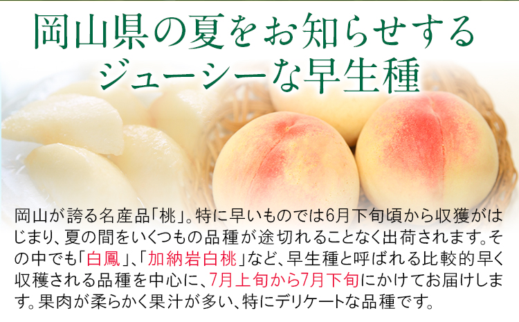 【令和7年度先行予約】岡山県産 白桃 (早生種) 約1.3kg  晴れの国 おかやま館(漂流岡山)《2026年7月上旬-７月下旬頃出荷》【配送不可地域あり】（離島）---124_c2187_7a7c_25_17500_1300g---