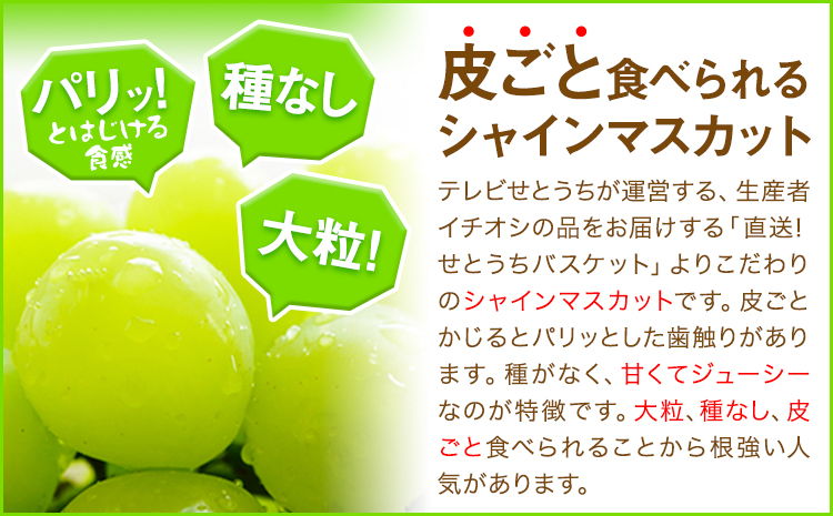岡山県産 シャインマスカット (家庭用) 2～3房(約1.2kg)《9月中旬-11月中旬頃出荷(土日祝除く)》テレビせとうち株式会社 冷蔵 果物 ブドウ 送料無料 岡山県 浅口市 シャインマスカット---124_c2522_9b11b_25_16500_1200g---|シャインマスカットシャインマスカットシャインマスカット