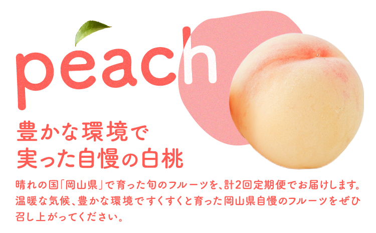 【2026年先行予約】岡山の白桃2回コース 6玉 (1.6kg以上) 株式会社山博 (中本青果)《2026年7月上旬から8月上旬出荷》岡山県 浅口市 桃 もも フルーツ 送料無料 冷蔵 定期便【配送不可地域あり】（北海道・沖縄・離島）---124_c1842_7a8a_25_63000_tei---