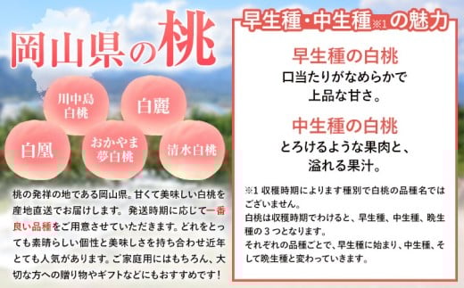 【先行予約】岡山白桃 等級 ロイヤル 約1.5kg《7月上旬‐8月下旬頃出荷》もも モモ 岡山 国産 フルーツ 果物 岡山県 浅口市 株式会社 はちや フルーツ モモ 果物 青果 旬 白桃 国産 岡山県産【配送不可地あり】---124_c2030_7a8c_25_20000_1500gr---