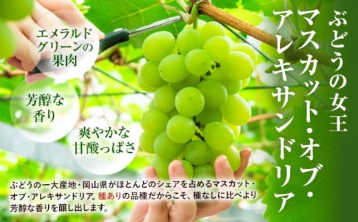 【先行予約】岡山県産 ぶどう マスカット・オブ・アレキサンドリア 600g 株式会社 はちや《8月下旬-9月下旬頃出荷》岡山 国産 葡萄 フルーツ 果物 岡山県 浅口市 フルーツ 果物 マスカット オブ アレキサンドリア【配送不可地域あり】---124_c2101_8c9c_25_13000_600g---