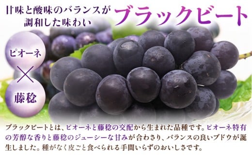 【先行予約】岡山県産 ぶどう ブラックビート 700g 1房 株式会社 はちや《8月上旬-9月上旬頃出荷》岡山 国産 葡萄 フルーツ 果物 岡山県 浅口市 フルーツ 果物【配送不可地域あり】---124_c2103_8a9a_25_14500_700g---