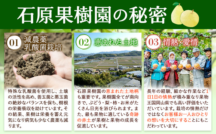 【先行予約】梨 なし 鴨梨 ヤーリー 贈答箱 2玉 石原果樹園 《11月中旬-12月下旬頃出荷》岡山県 浅口市 果物 フルーツ お取り寄せ お取り寄せフルーツ 送料無料---124_3173_11b12c_25_11500_2tm---